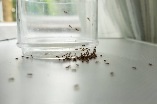 Close up mass of ants on glass searching for food.